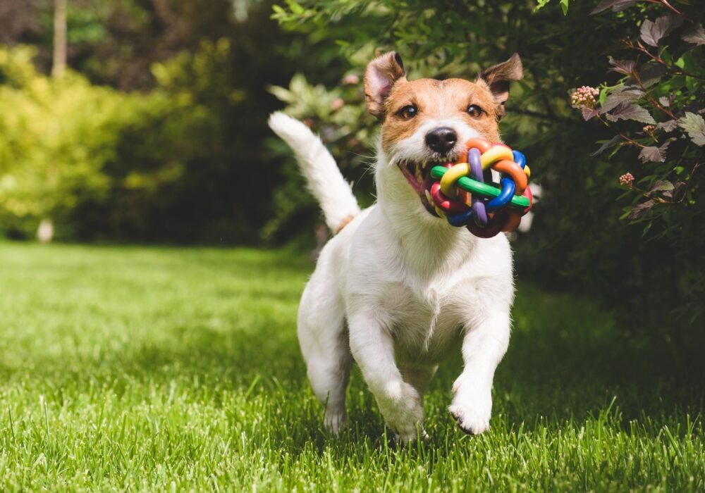 A New Perk for Pet Parents: Virtual Vet Access with The Platinum Card® from American Express and American Express® Business Gold Card