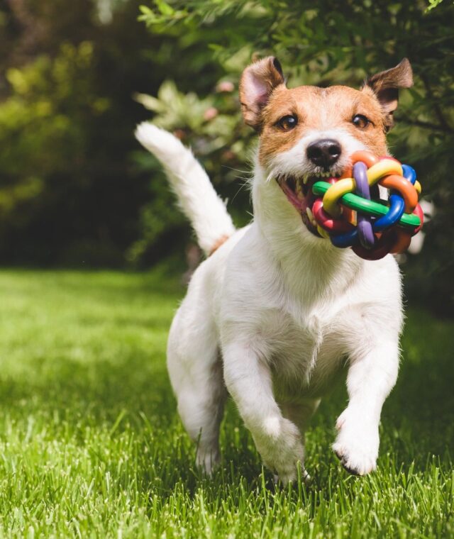 A New Perk for Pet Parents: Virtual Vet Access with The Platinum Card® from American Express and American Express® Business Gold Card
