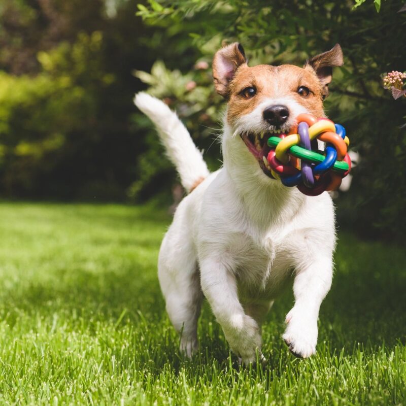 A New Perk for Pet Parents: Virtual Vet Access with The Platinum Card® from American Express and American Express® Business Gold Card