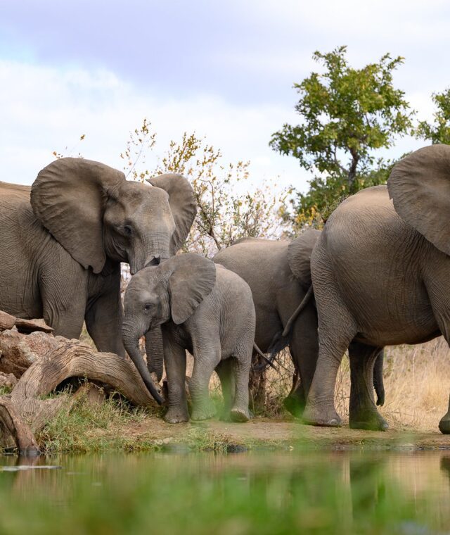 Our Guide to Staying at Antares Bush Camp and Umgede Hide (South Africa Safari Experience)