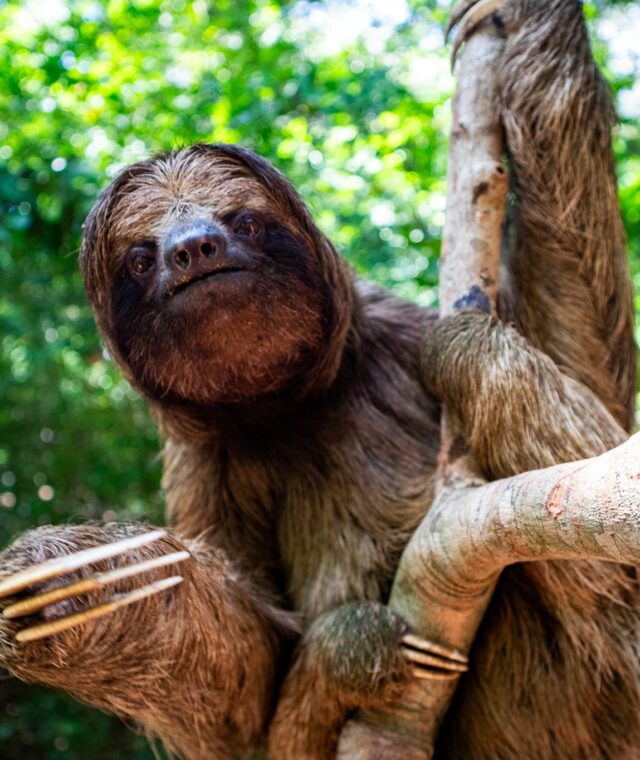 Mayan Eden in Roatán: The Best Roatán Animal Sanctuary for Ethical, Hands‑On Adventure