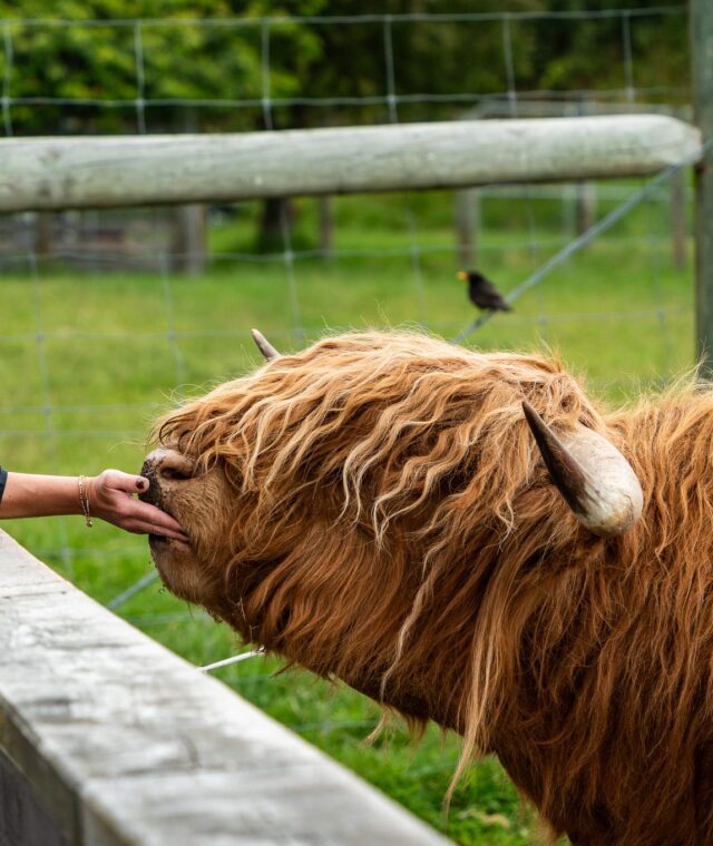 Walter Peak Farm Tour Review & TSS Earnslaw Cruise Experience